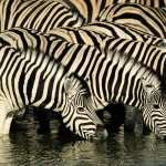 Zebra wallpapers hd