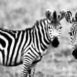 Zebra free