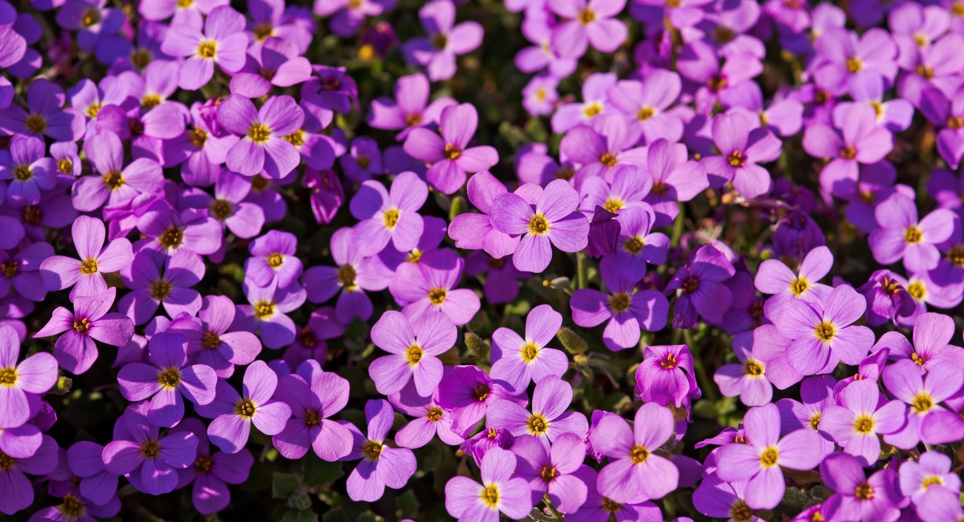 A Lot Of Purple Flowers at 1024 x 1024 iPad size wallpapers HD quality