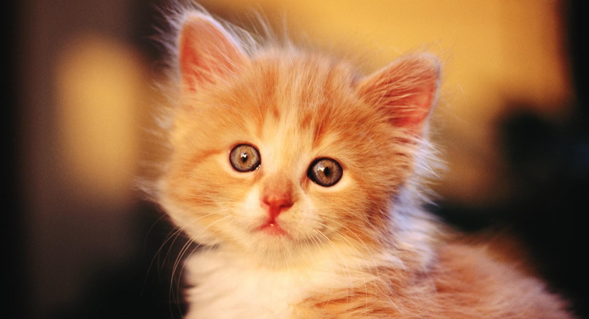 Adorable Kitty at 1600 x 1200 size wallpapers HD quality