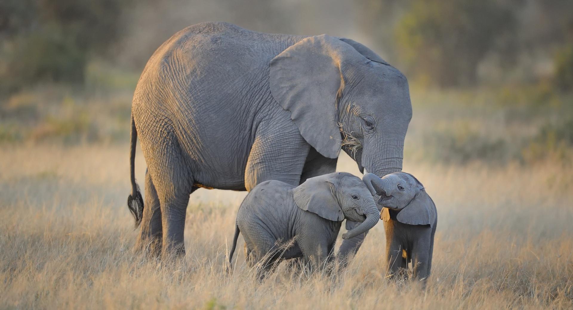 African Elephants Mother and Adorable Babies at 1152 x 864 size wallpapers HD quality