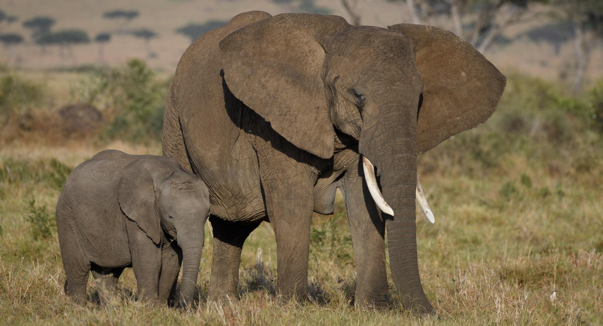 African Elephants Mother and Cute Baby wallpapers HD quality