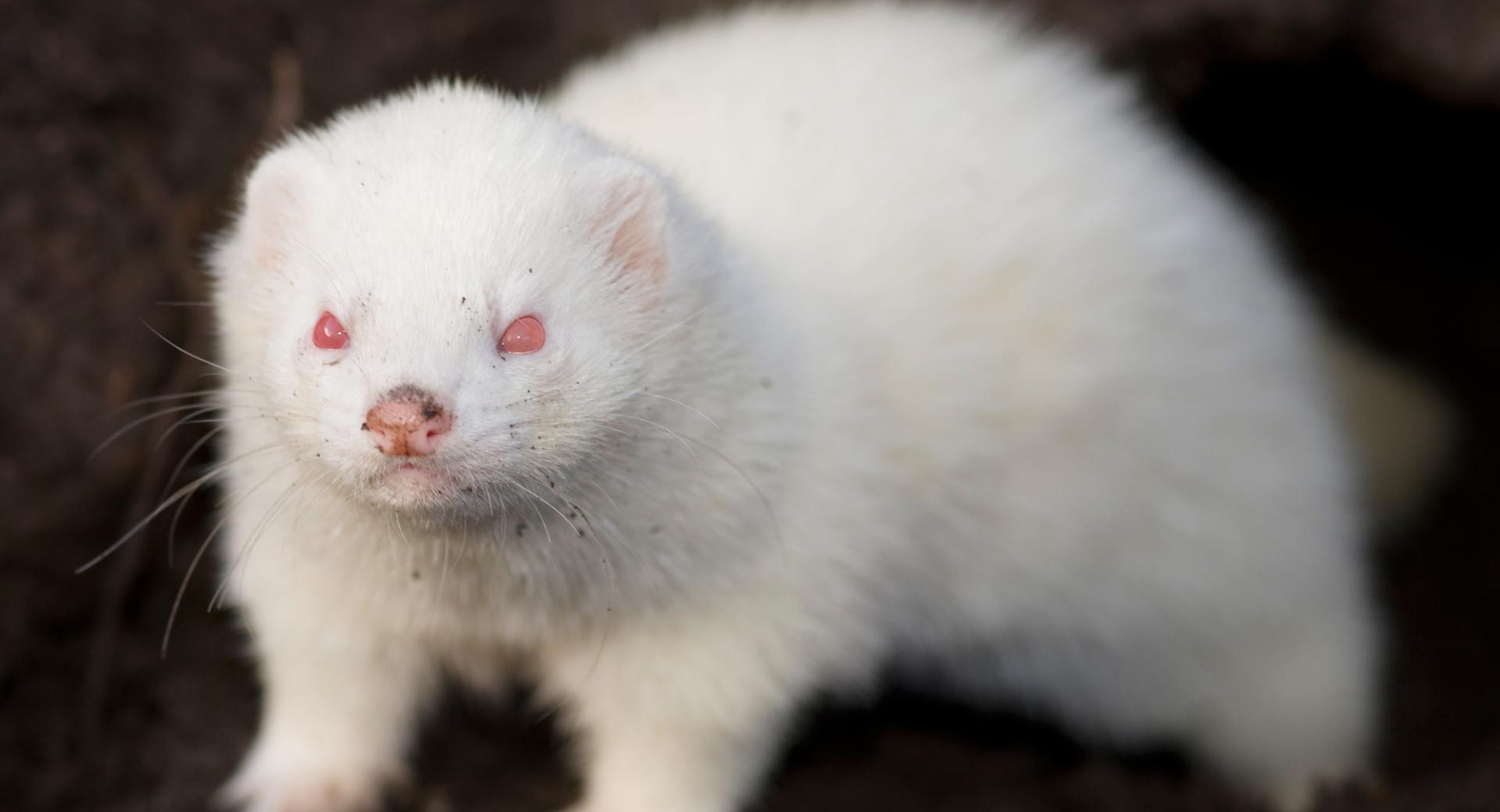 Albino Ferret at 1024 x 768 size wallpapers HD quality