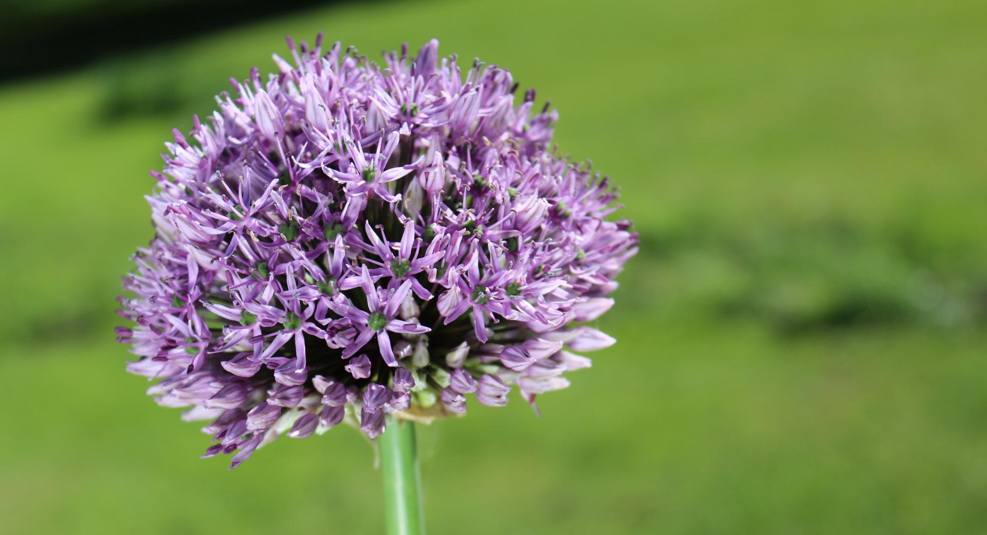 Allium Flower at 2048 x 2048 iPad size wallpapers HD quality