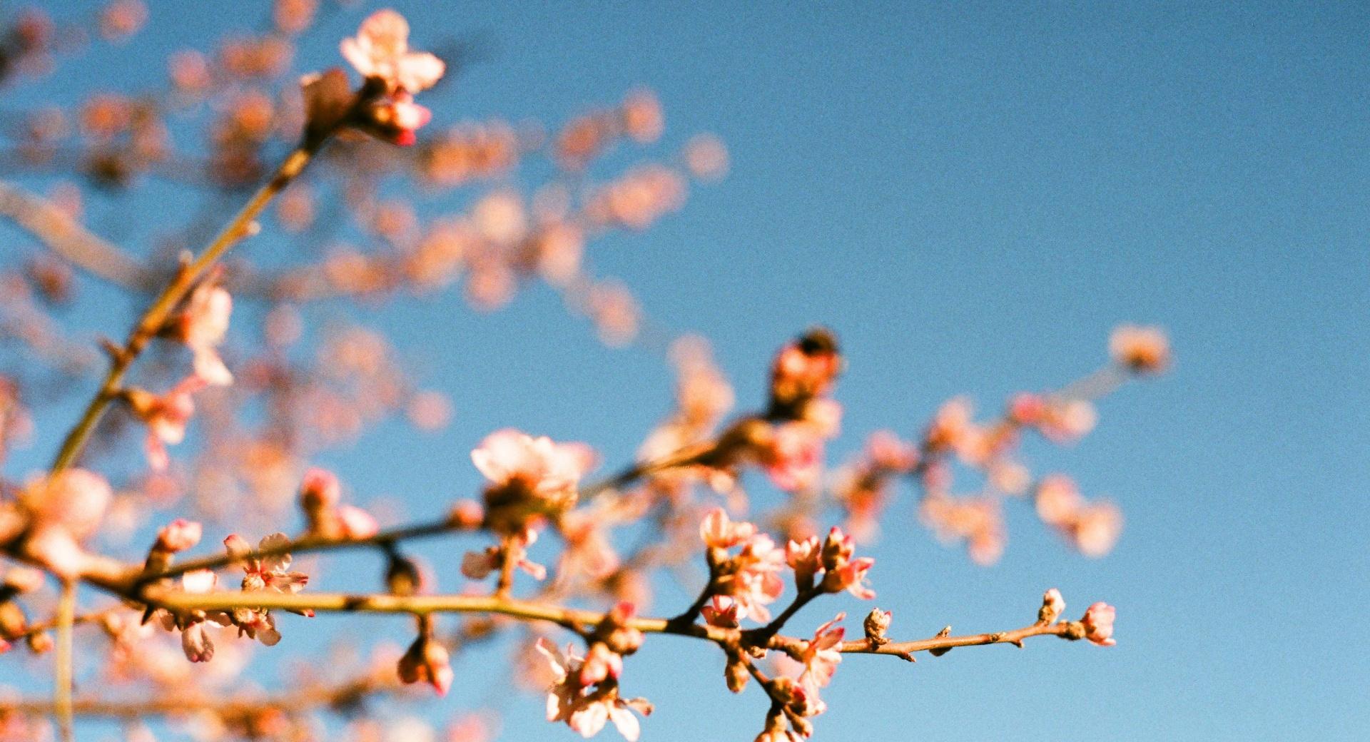 Almond Blossoms at 1600 x 1200 size wallpapers HD quality