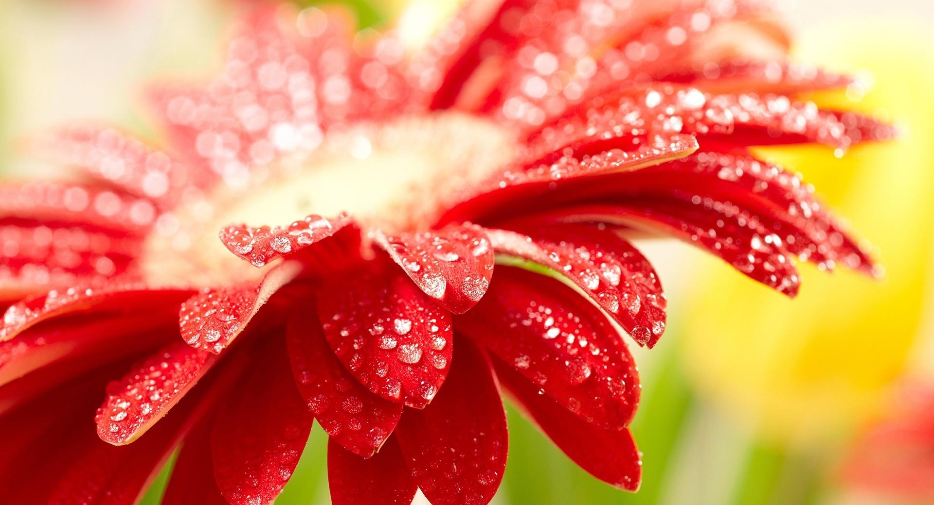 Amazing Red Flower wallpapers HD quality