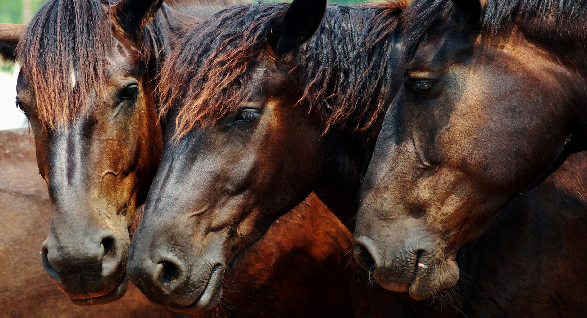 Amazing Wild Horses at 2048 x 2048 iPad size wallpapers HD quality