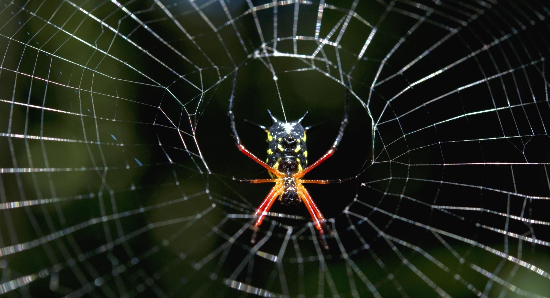Amazon Spider wallpapers HD quality