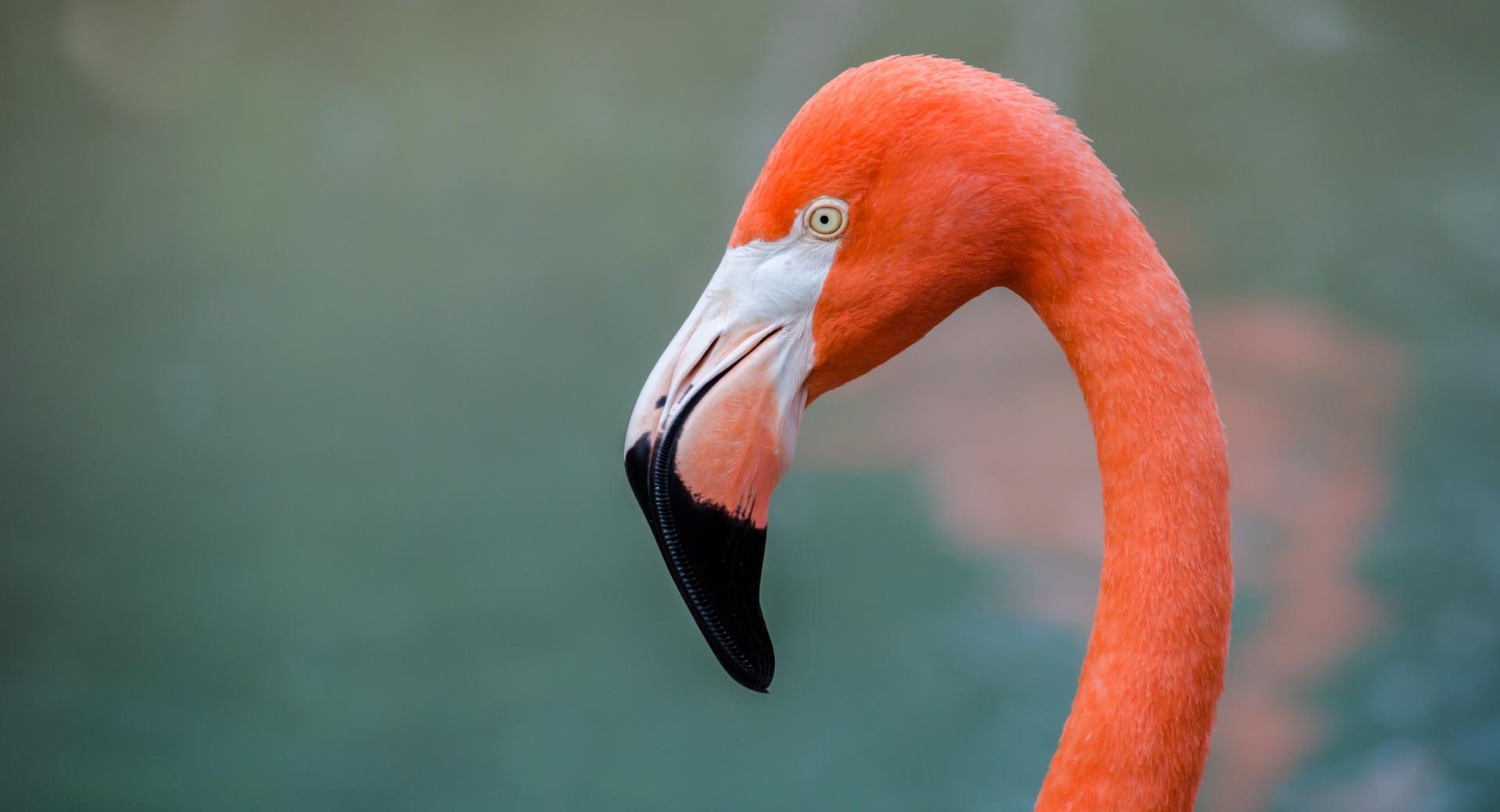 American Flamingo bird wallpapers HD quality