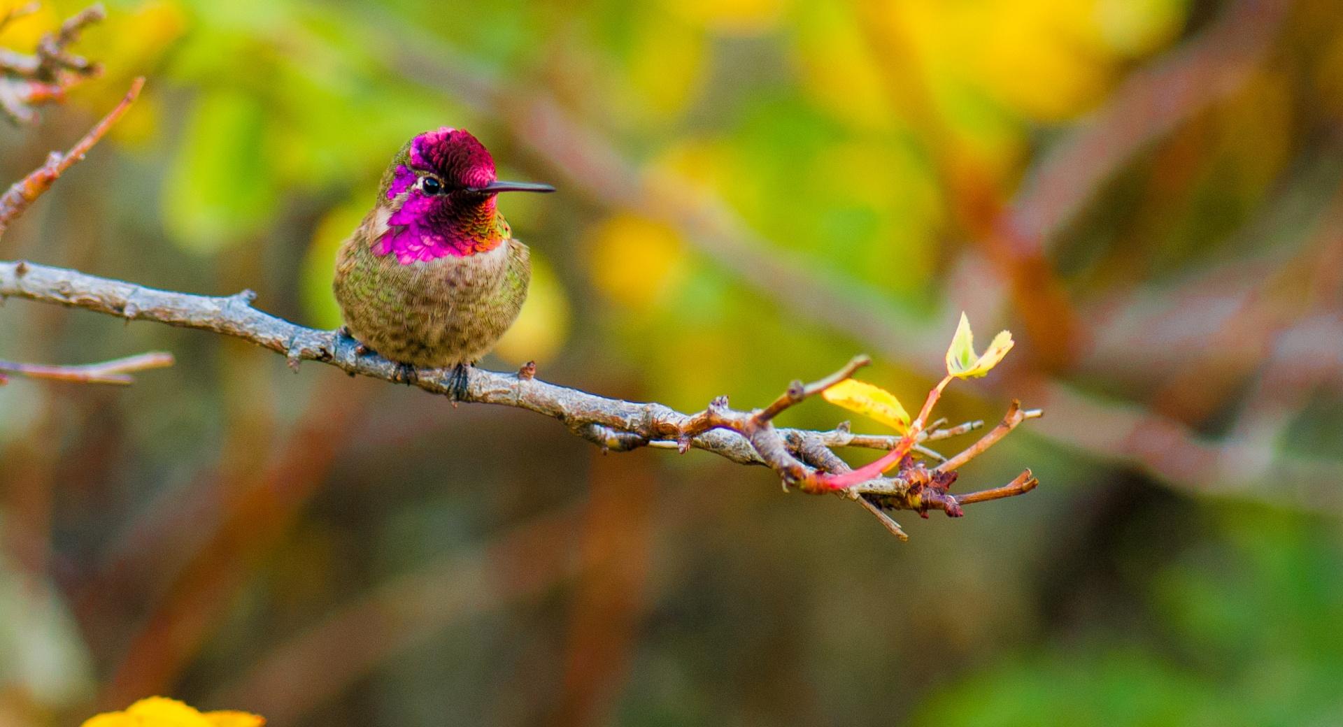 Annas Hummingbird Perched on a Branch wallpapers HD quality