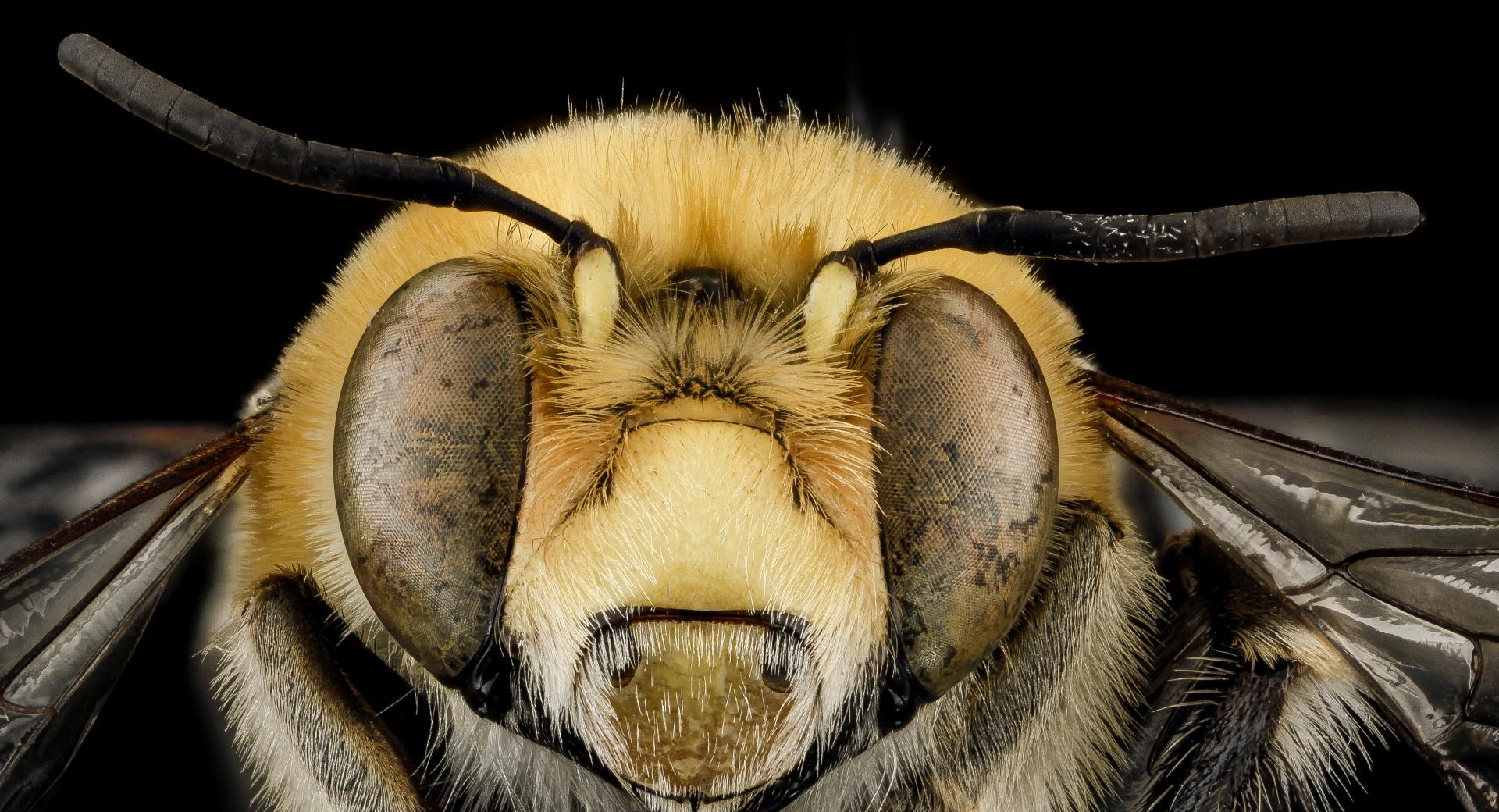 Anthophora Affabilis Bee Macro wallpapers HD quality