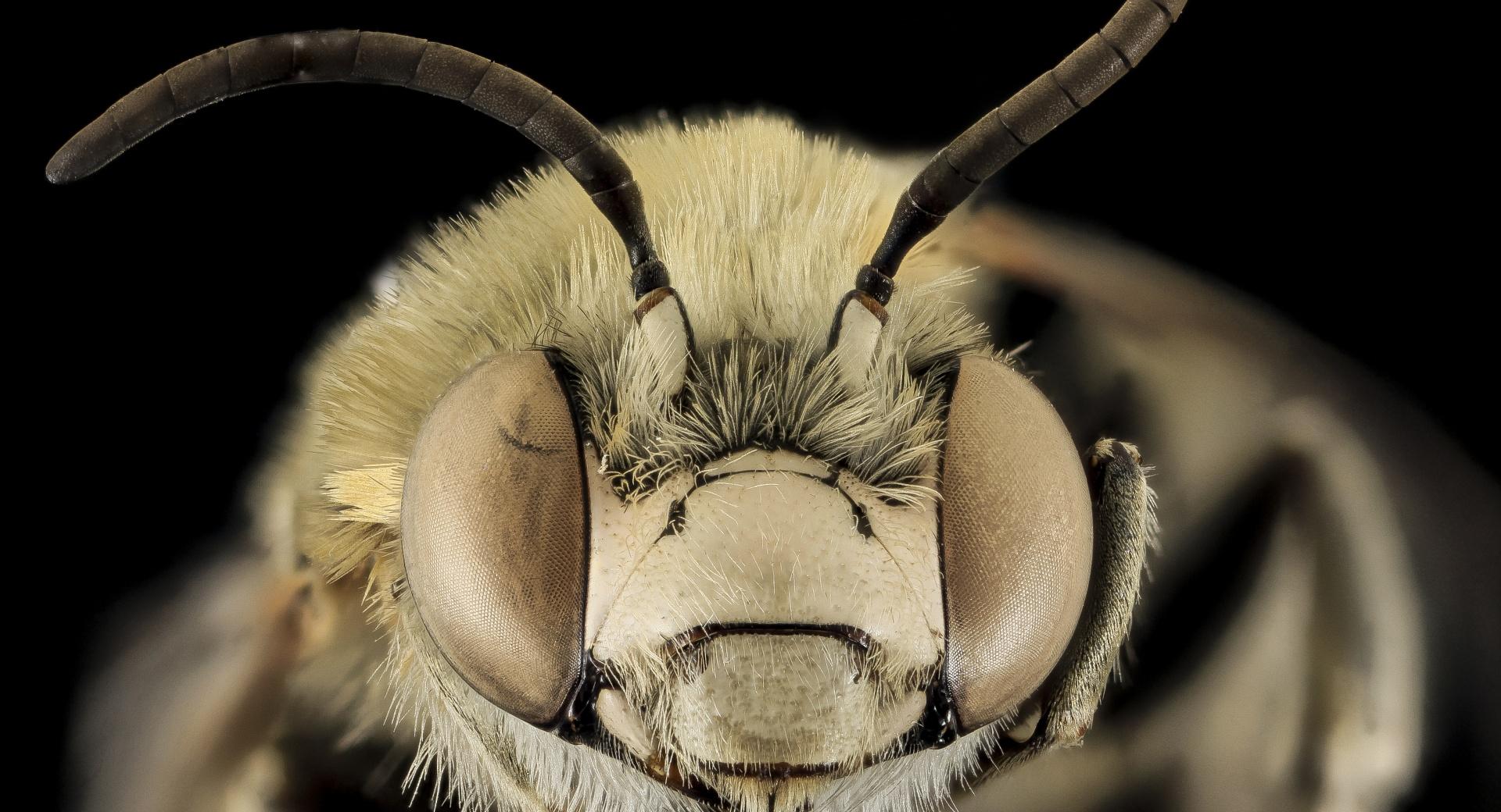 Anthophora Montana Bee Macro wallpapers HD quality