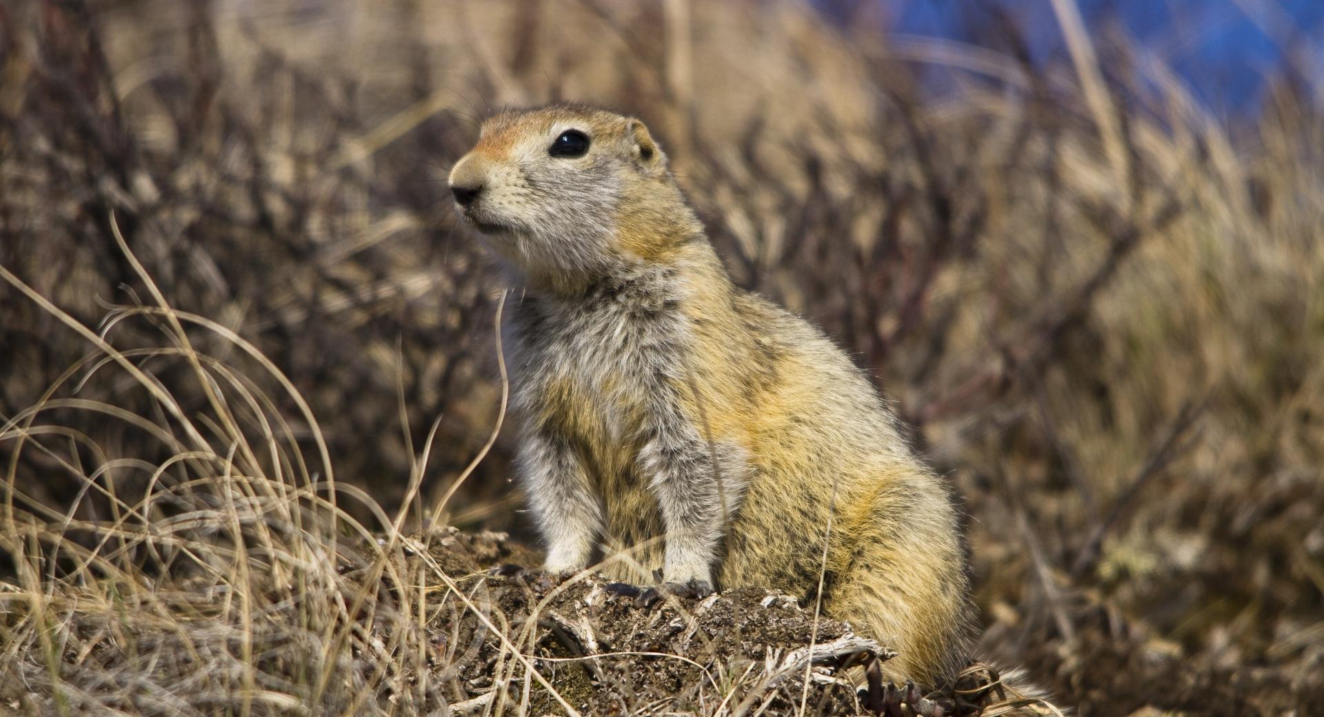 Arctic Ground Squirrel wallpapers HD quality