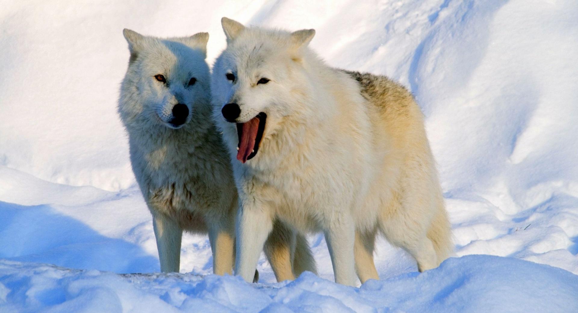 Arctic Wolves at 750 x 1334 iPhone 6 size wallpapers HD quality