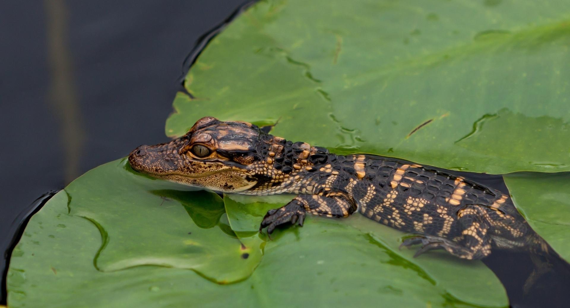 Baby Alligator 2048 X 2048 Ipad Wallpaper Download