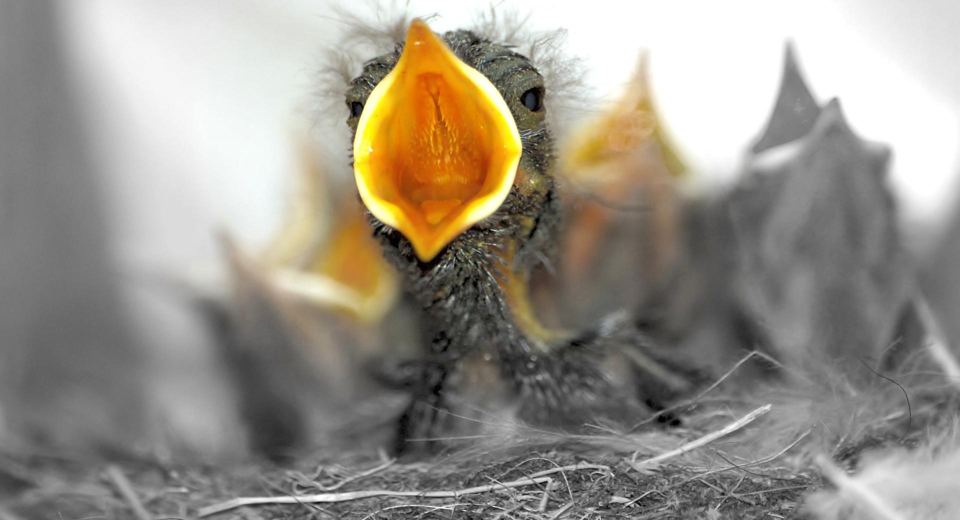 Baby Birds Are Hungry at 320 x 480 iPhone size wallpapers HD quality