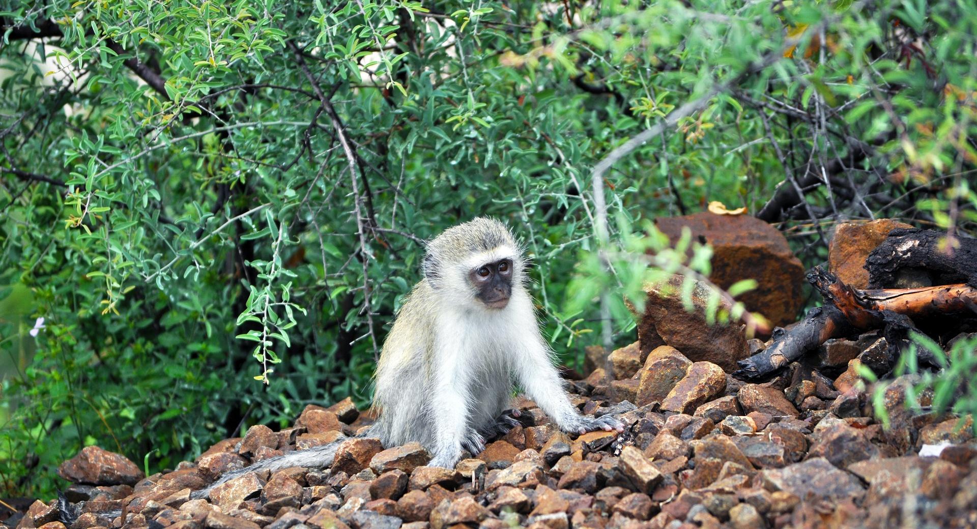 Baby Vervet Monkey at 1280 x 960 size wallpapers HD quality