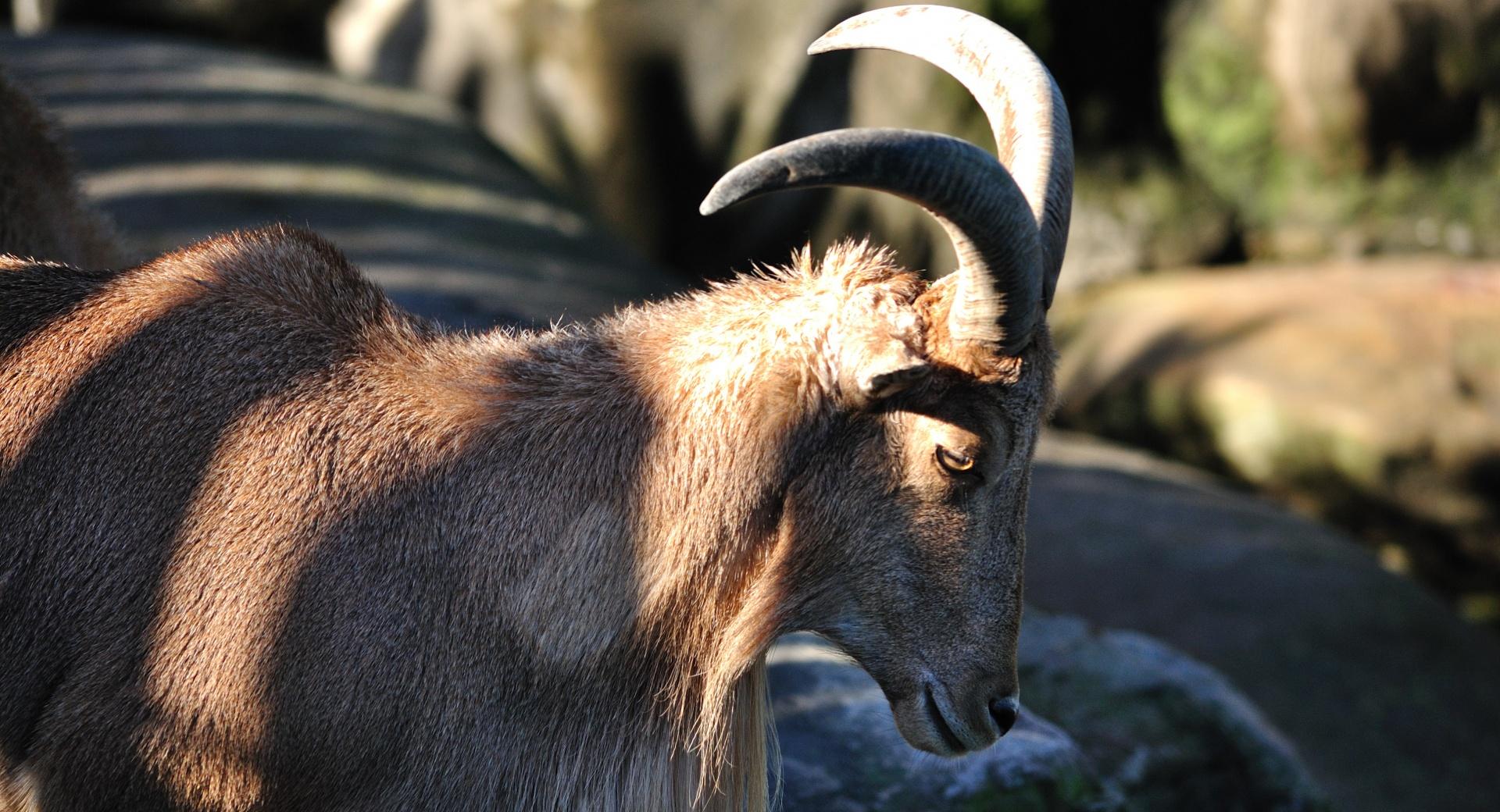 Barbary Sheep at 320 x 480 iPhone size wallpapers HD quality