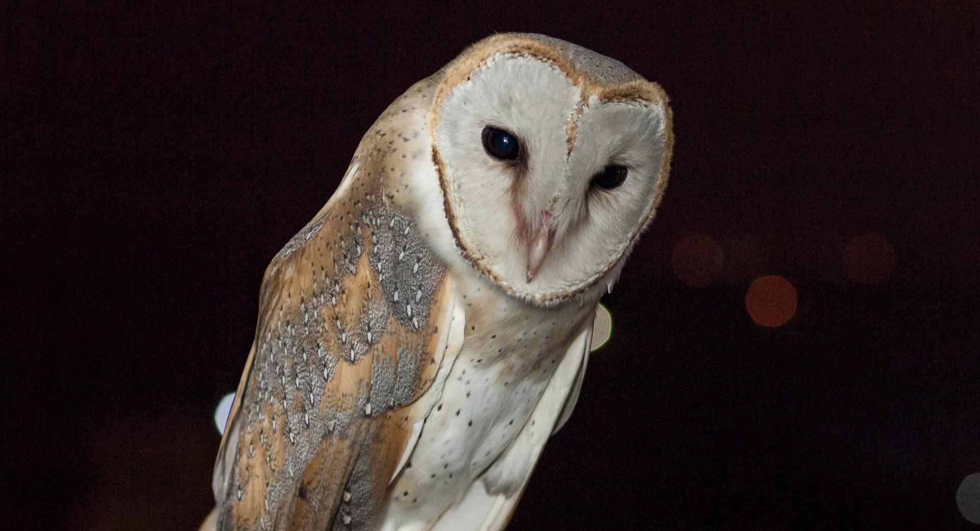 Barn Owl Night Time wallpapers HD quality