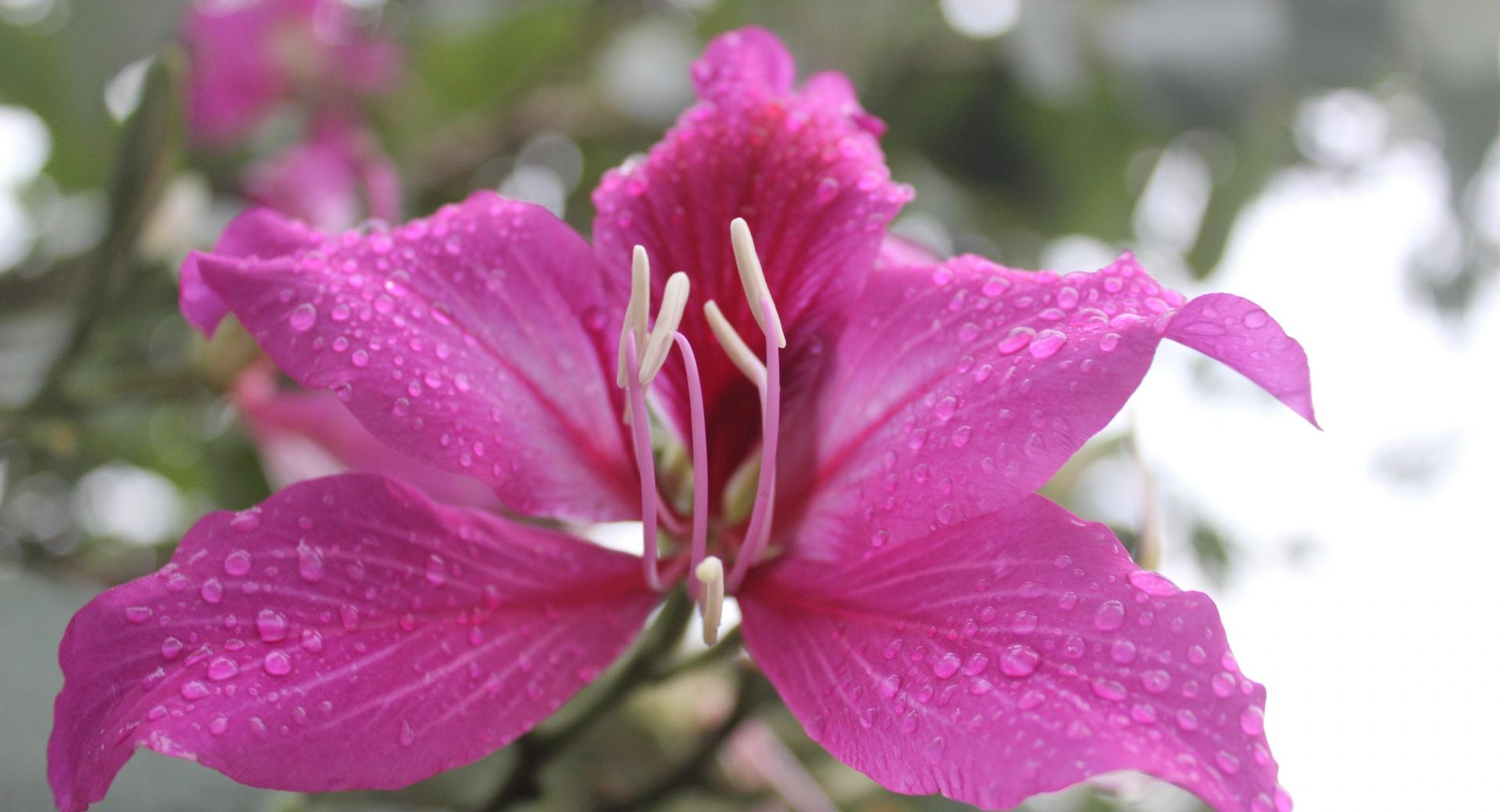 Bauhinia, Orchid Tree Flower at 1280 x 960 size wallpapers HD quality