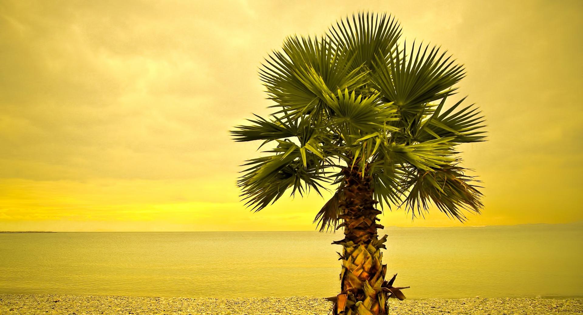 Beach Palm Tree wallpapers HD quality