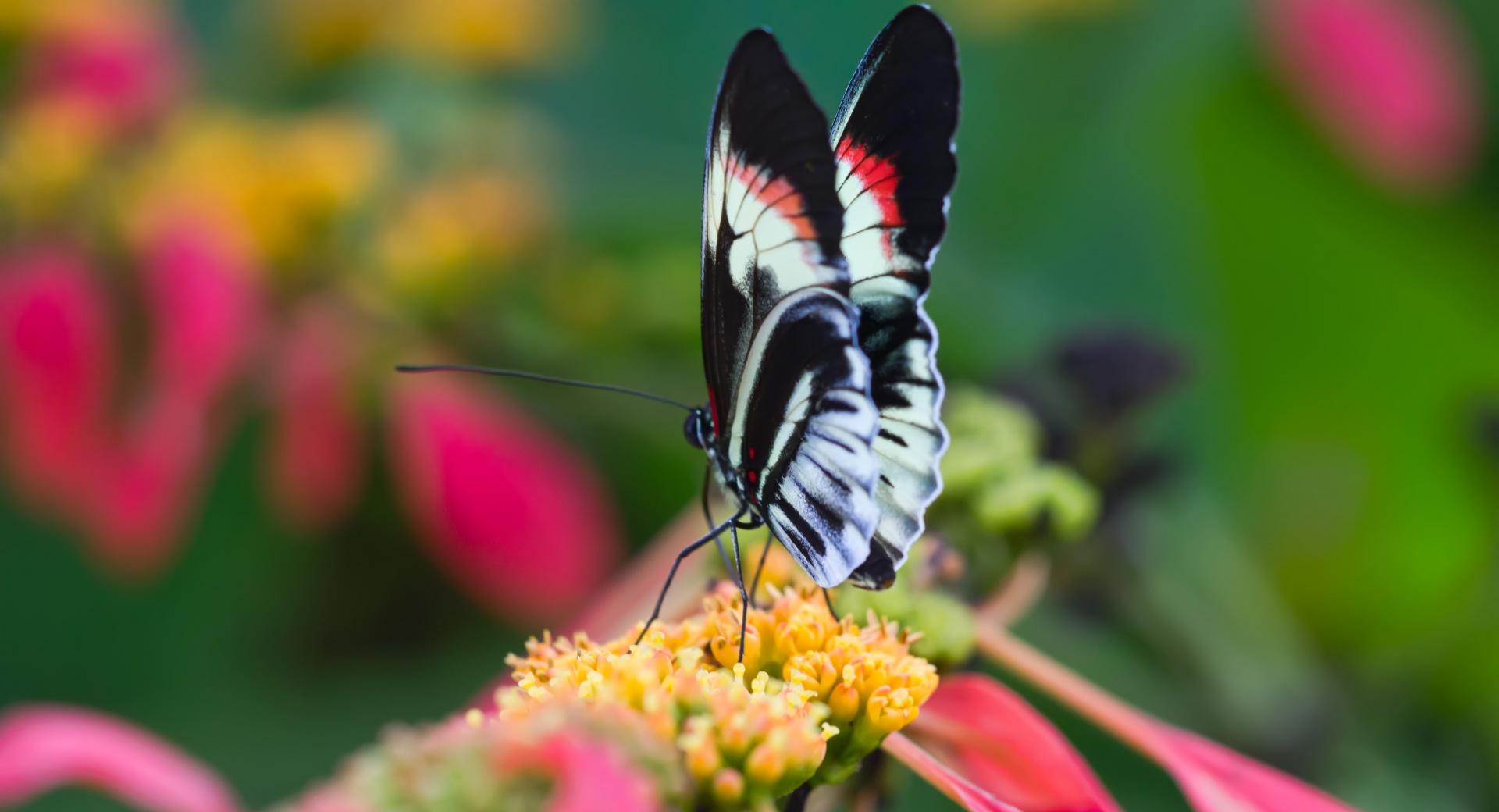 Beautiful Butterfly On Flower  Macro at 750 x 1334 iPhone 6 size wallpapers HD quality