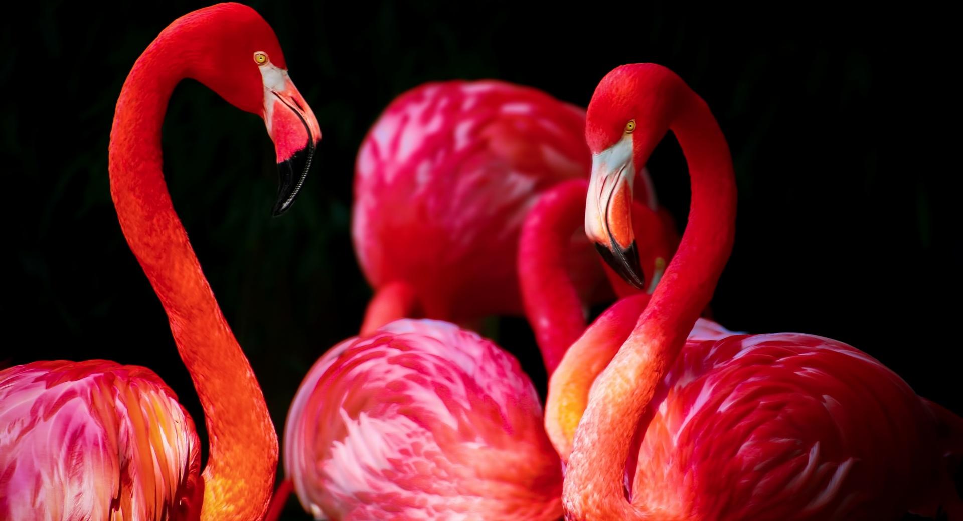 Beautiful Flamingos at 2048 x 2048 iPad size wallpapers HD quality