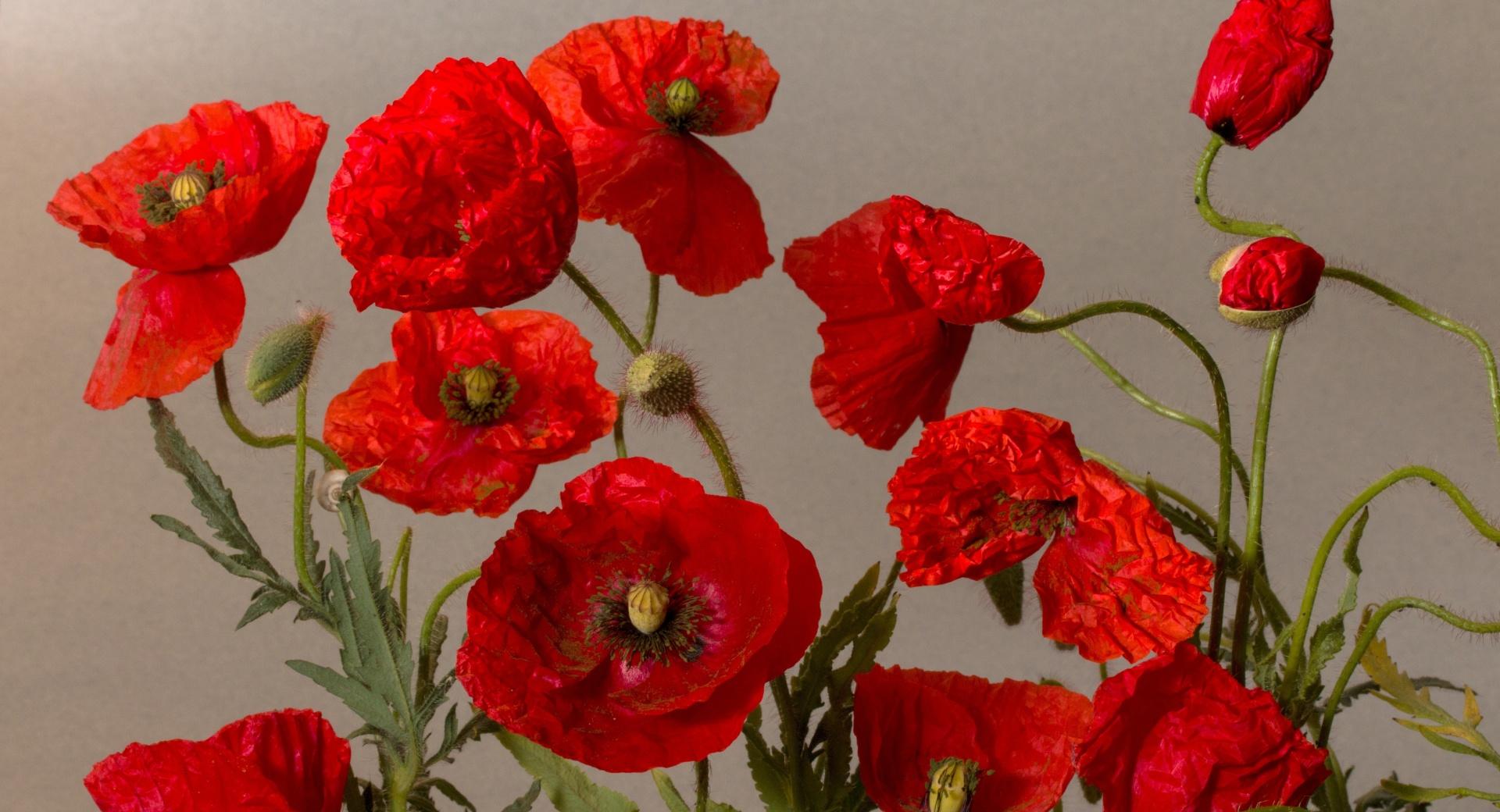 Beautiful Poppies Flowers at 750 x 1334 iPhone 6 size wallpapers HD quality