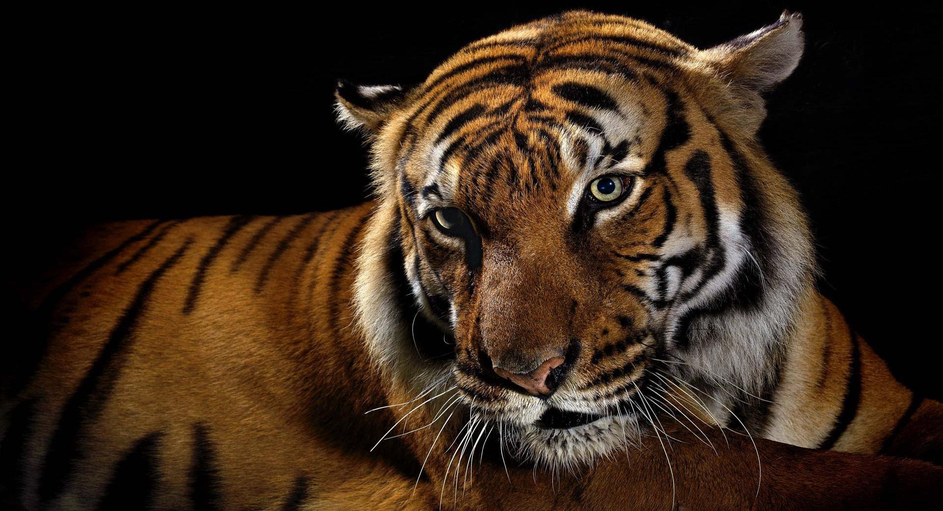 Beautiful Tiger at 640 x 960 iPhone 4 size wallpapers HD quality