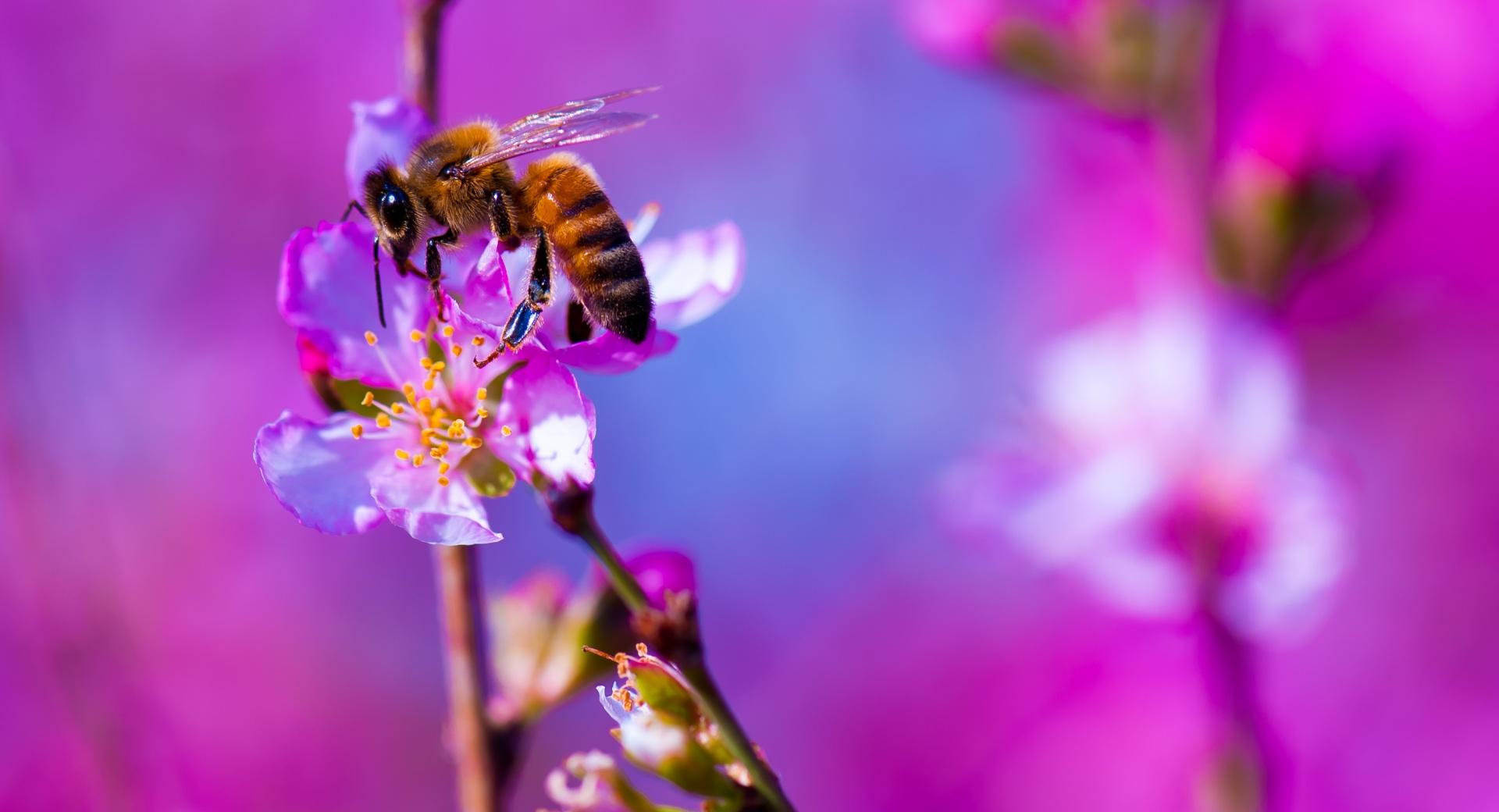 Bee, Blossom Tree, Spring at 1280 x 960 size wallpapers HD quality