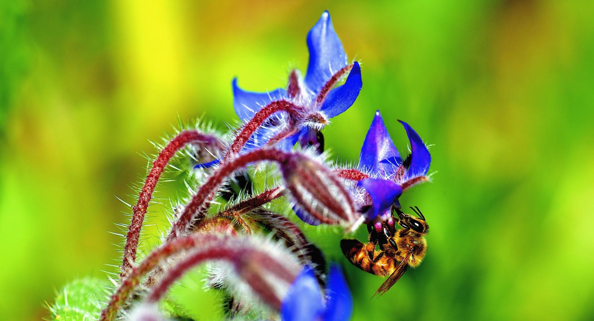 Bee, Starflower at 320 x 480 iPhone size wallpapers HD quality