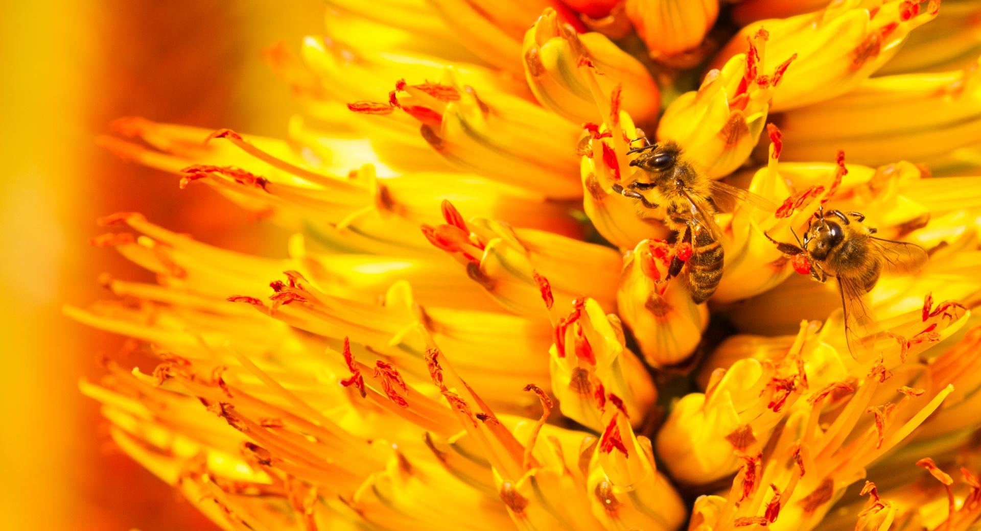 Bees Pollinating at 640 x 1136 iPhone 5 size wallpapers HD quality