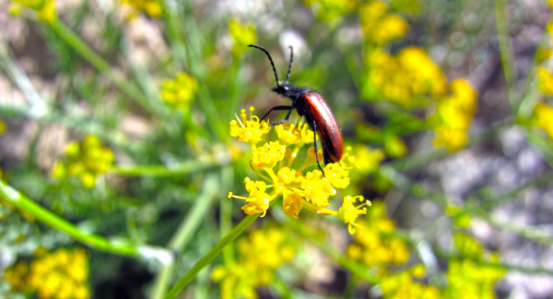 Beetle On A Flower at 750 x 1334 iPhone 6 size wallpapers HD quality