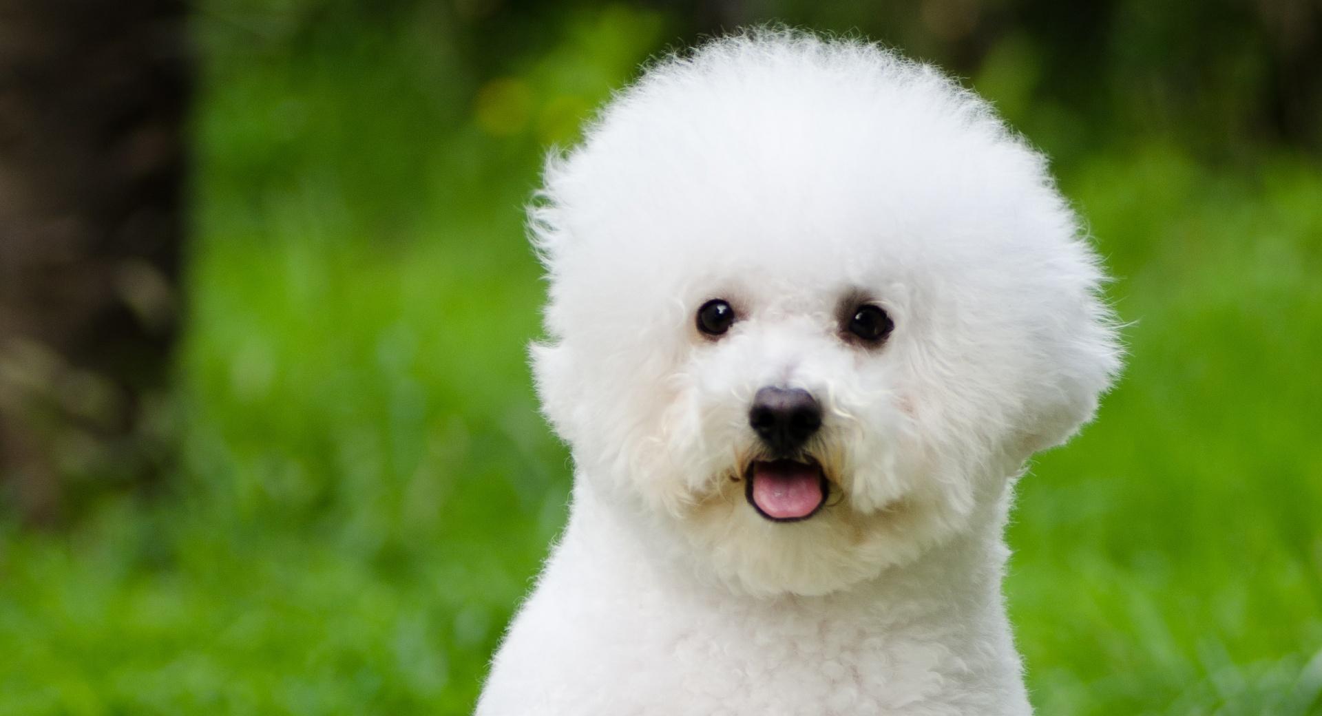 Bichon Frise at 1280 x 960 size wallpapers HD quality