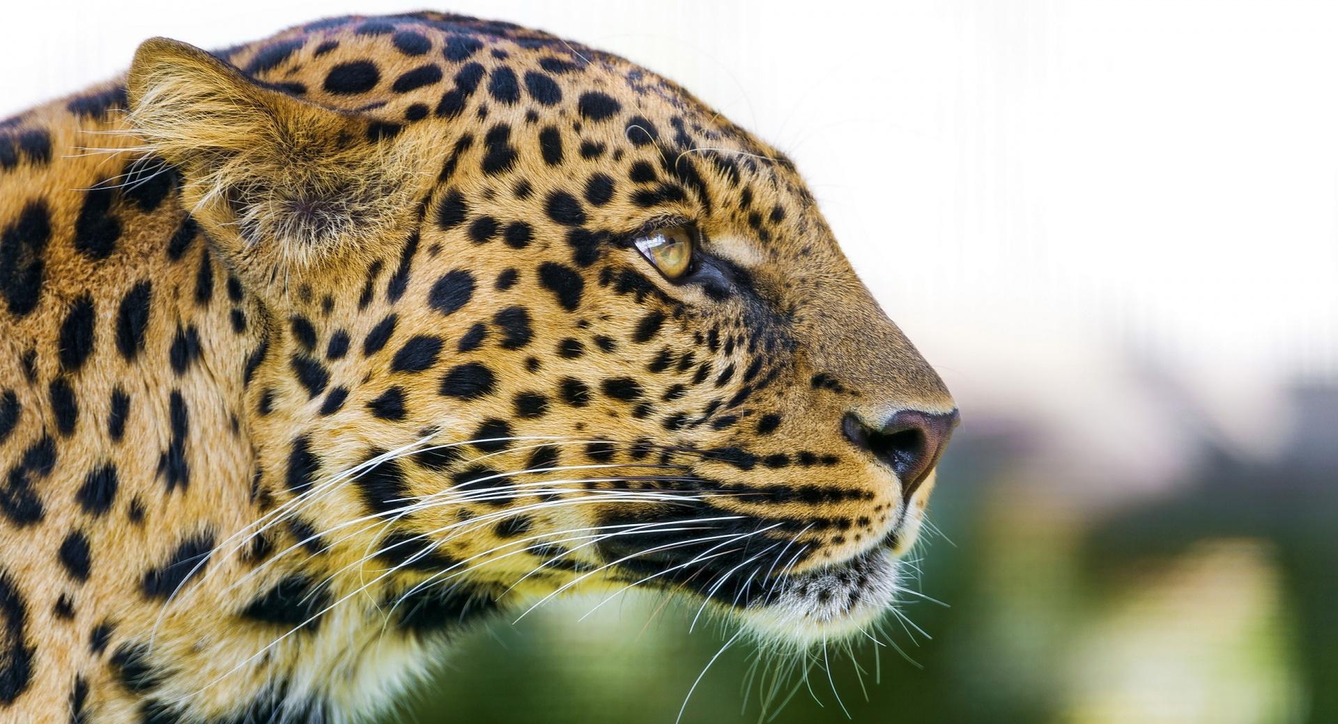 Big Cat Leopard Portrait Side View at 1024 x 1024 iPad size wallpapers HD quality