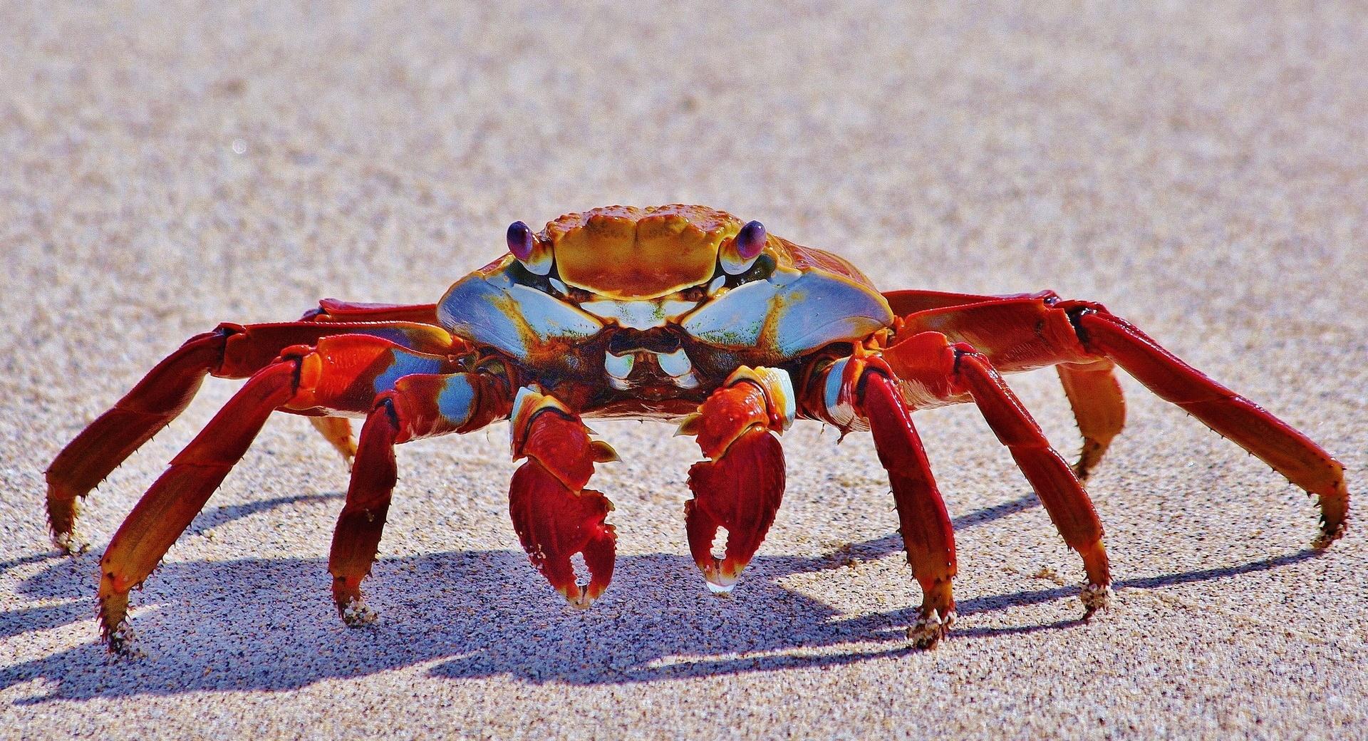 Big Red Crab Macro at 2048 x 2048 iPad size wallpapers HD quality