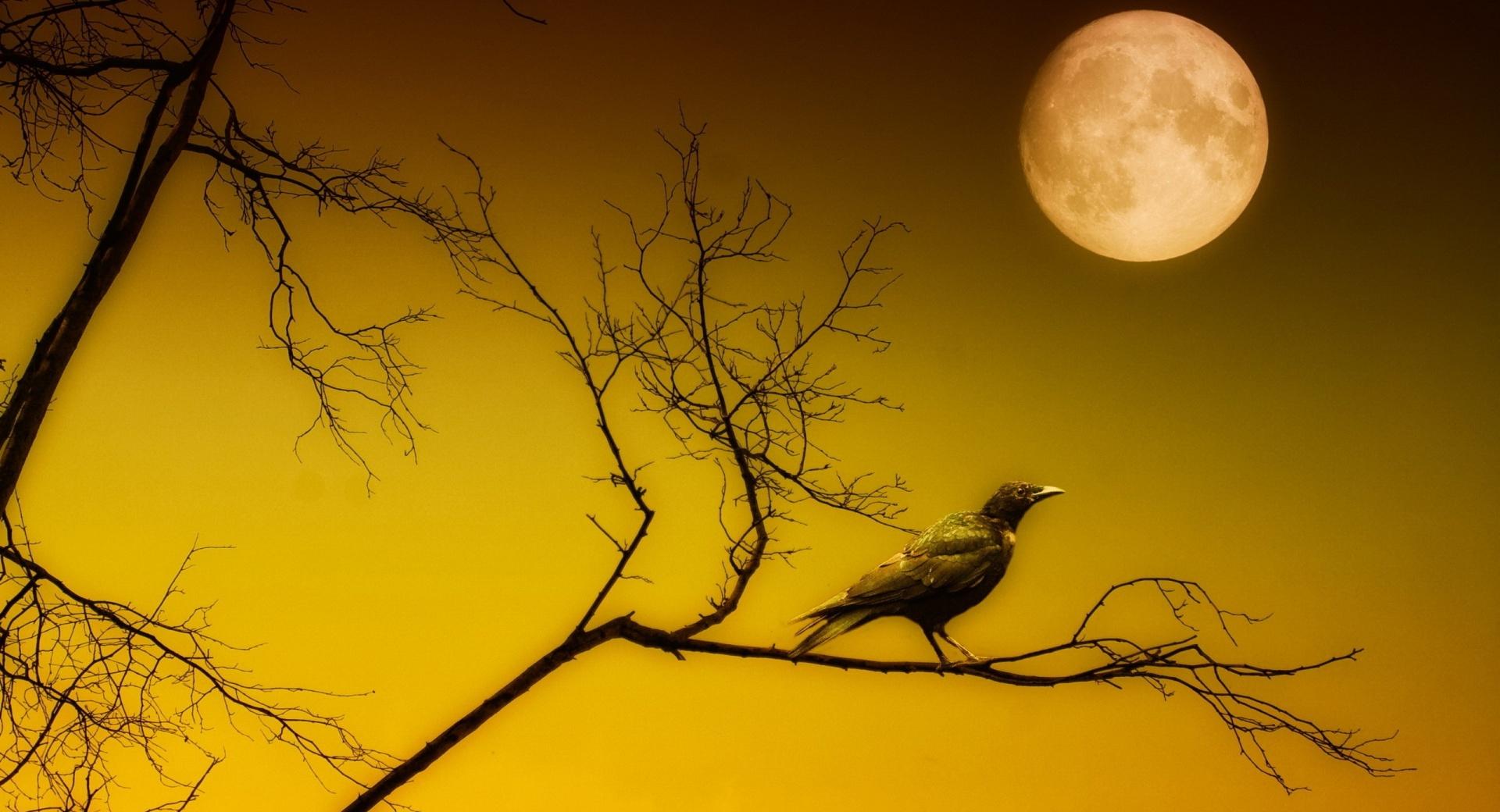 Bird Sitting Under Full Moon at 1280 x 960 size wallpapers HD quality