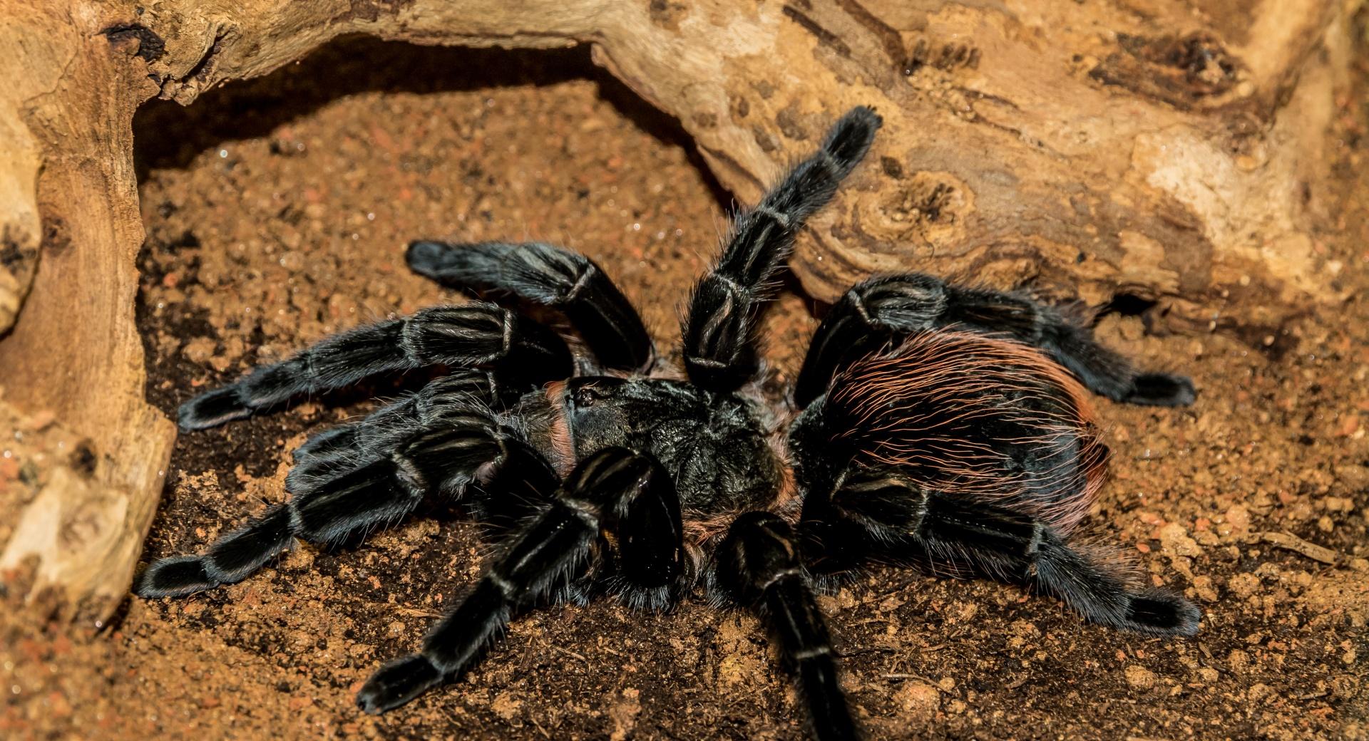 Bird Spider, Brachypelma Vagans at 320 x 480 iPhone size wallpapers HD quality
