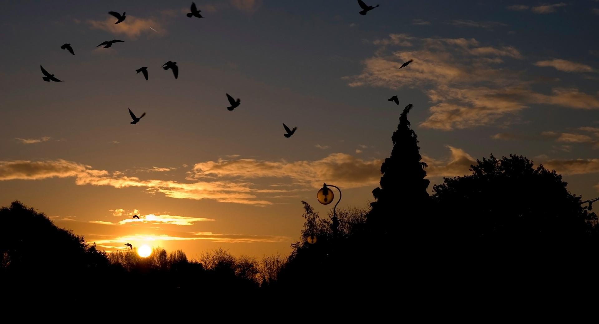 Birds In The Park, Sunset at 1600 x 1200 size wallpapers HD quality