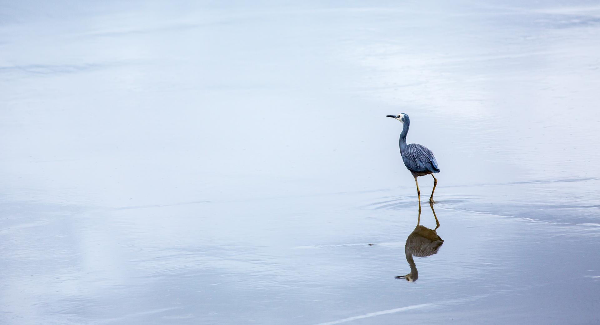 Birds Reflection In Water at 1152 x 864 size wallpapers HD quality