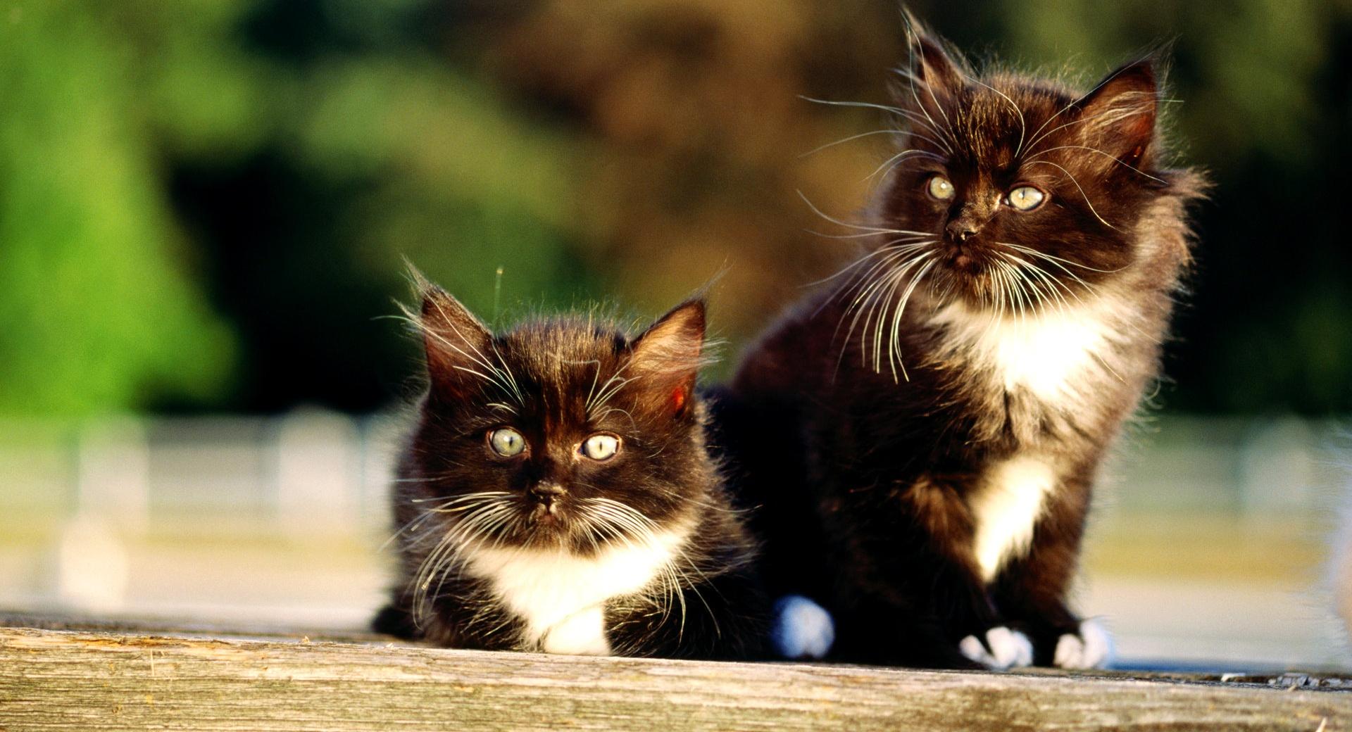 Black And White Kittens at 1600 x 1200 size wallpapers HD quality