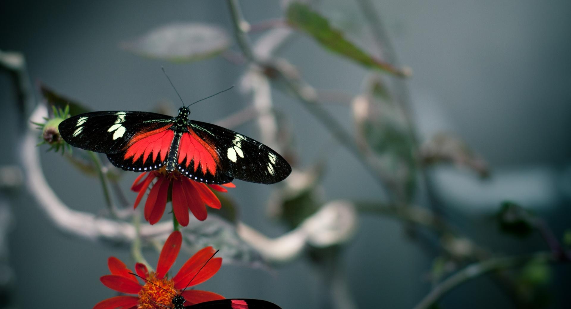 Black Butterfly wallpapers HD quality
