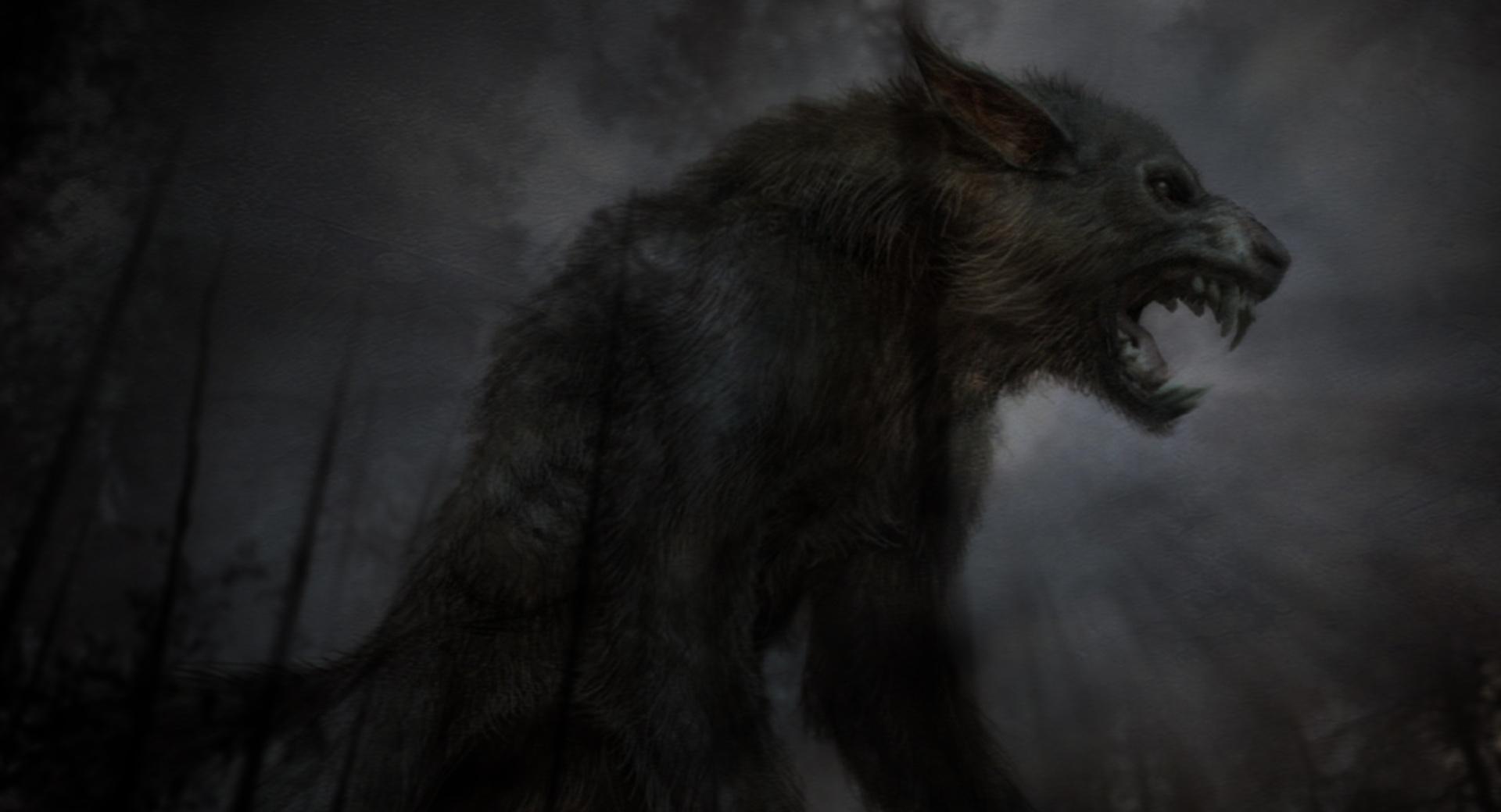 Black Fierce Wolf at 1152 x 864 size wallpapers HD quality