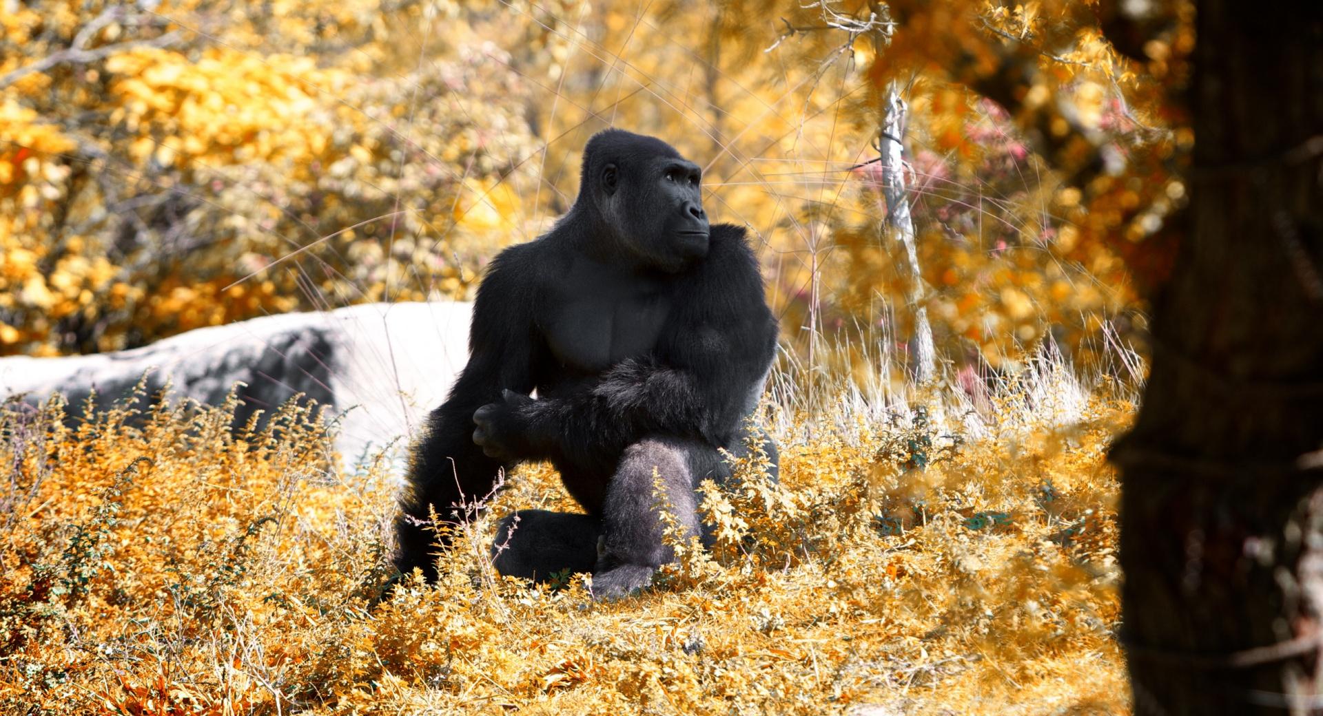 Black Gorilla Autumn at 320 x 480 iPhone size wallpapers HD quality