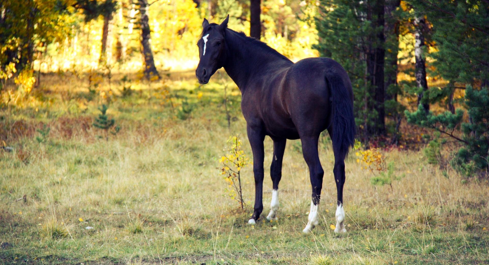 Black Horse at 1152 x 864 size wallpapers HD quality
