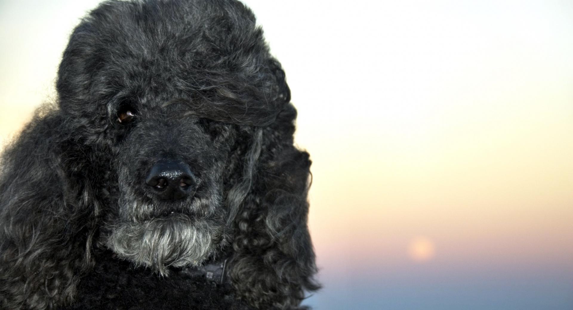 Black Poodle wallpapers HD quality