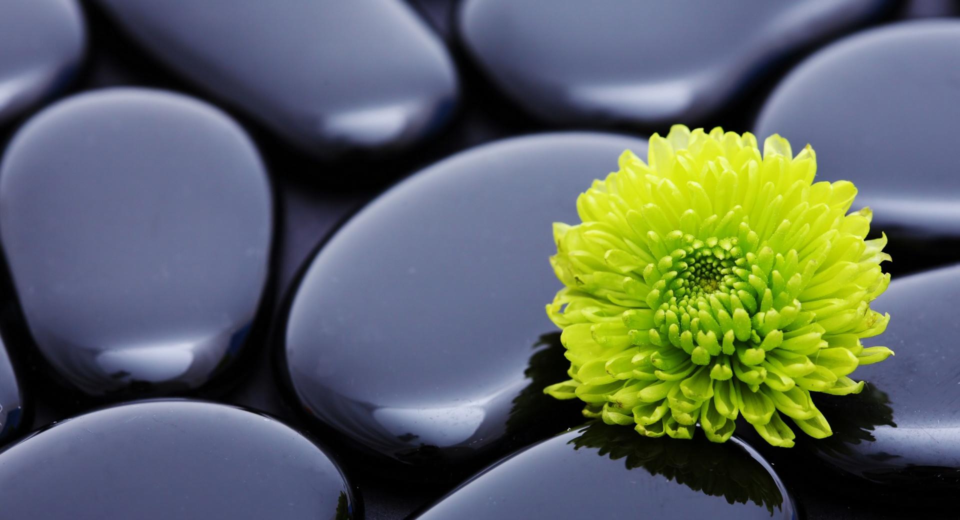 Black Zen Stones And A Yellow Mum at 1152 x 864 size wallpapers HD quality