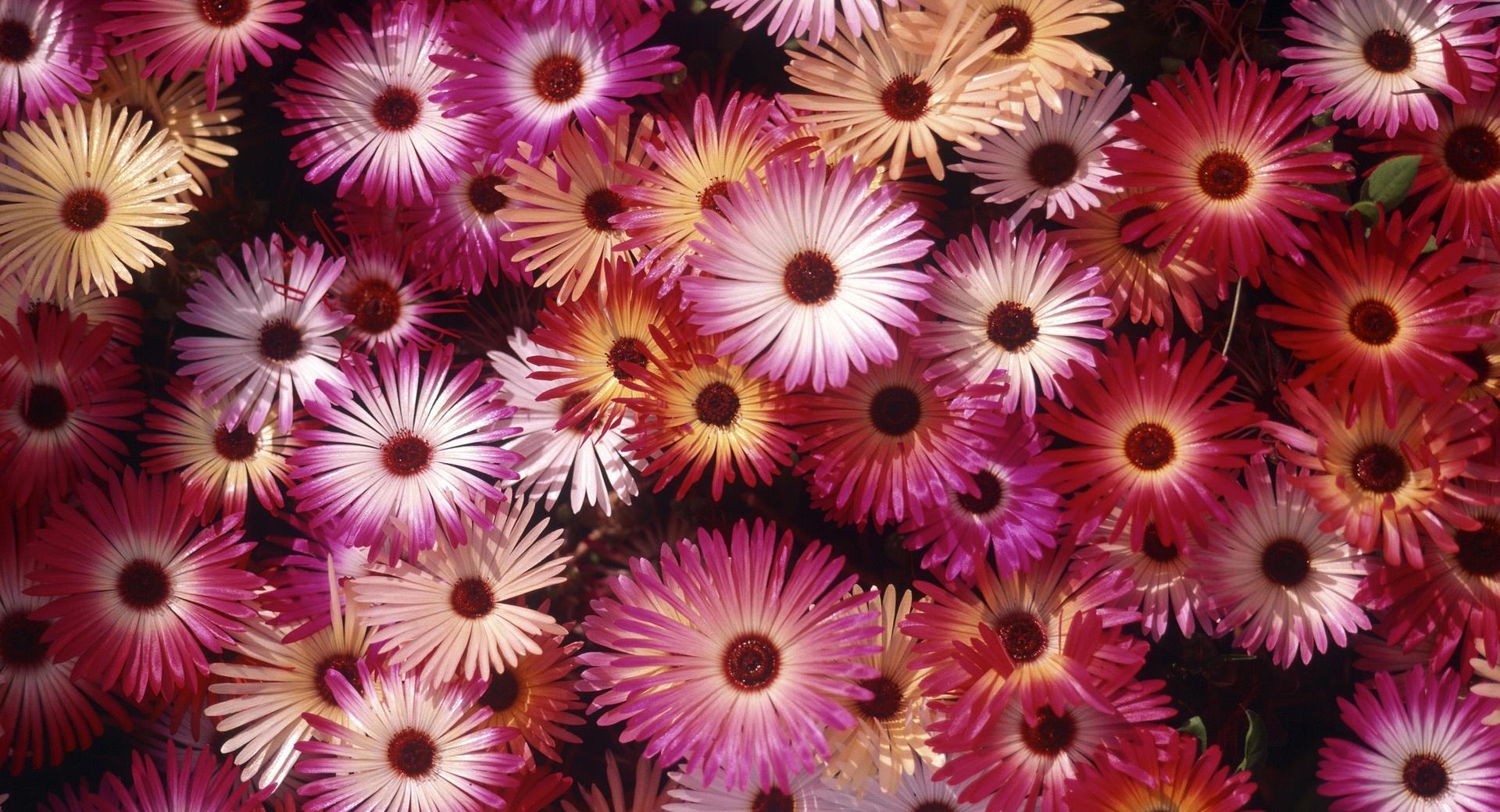 Blooming Asters at 640 x 960 iPhone 4 size wallpapers HD quality