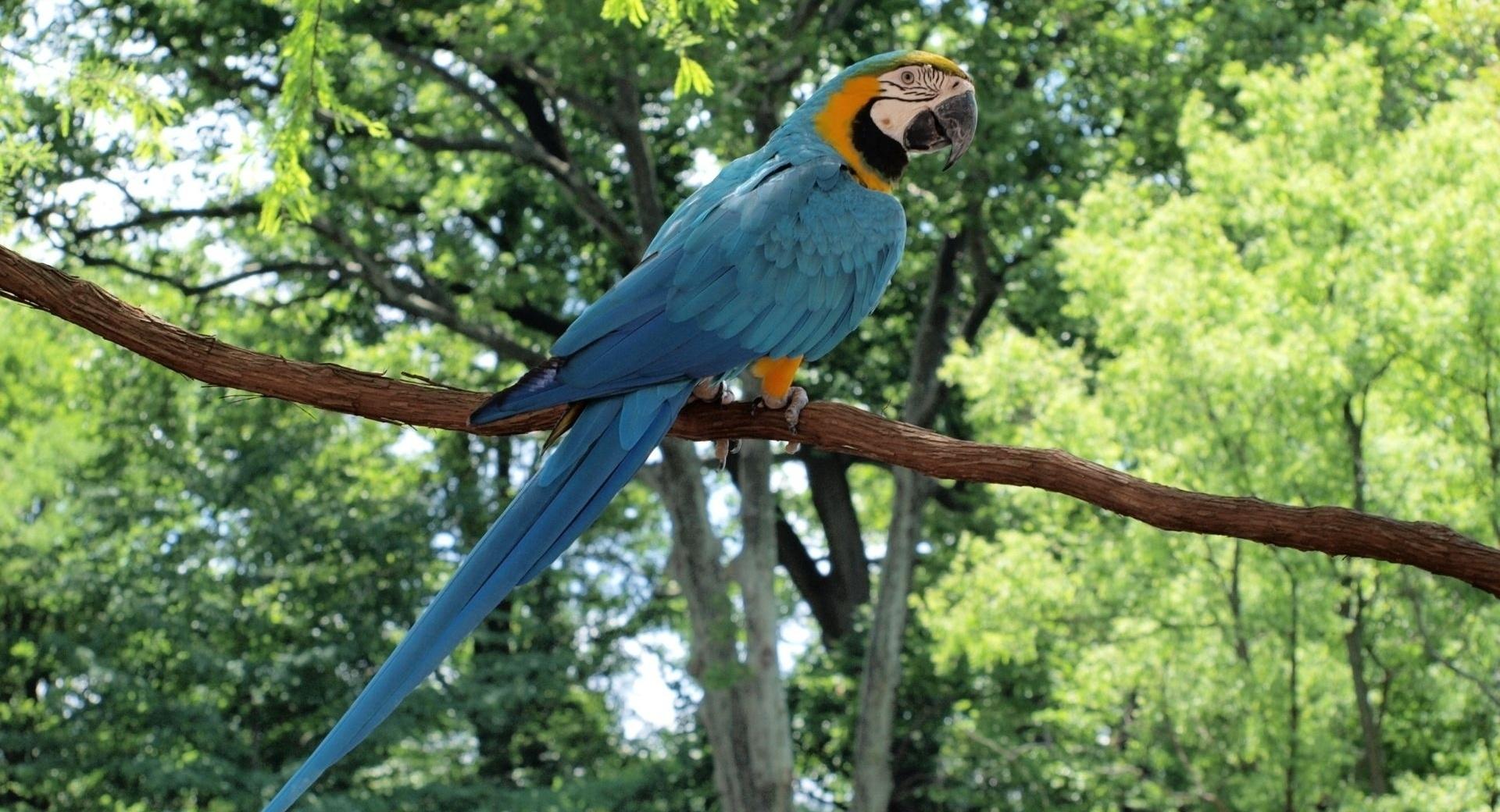 Blue and Gold Macaw Parrot at 1600 x 1200 size wallpapers HD quality