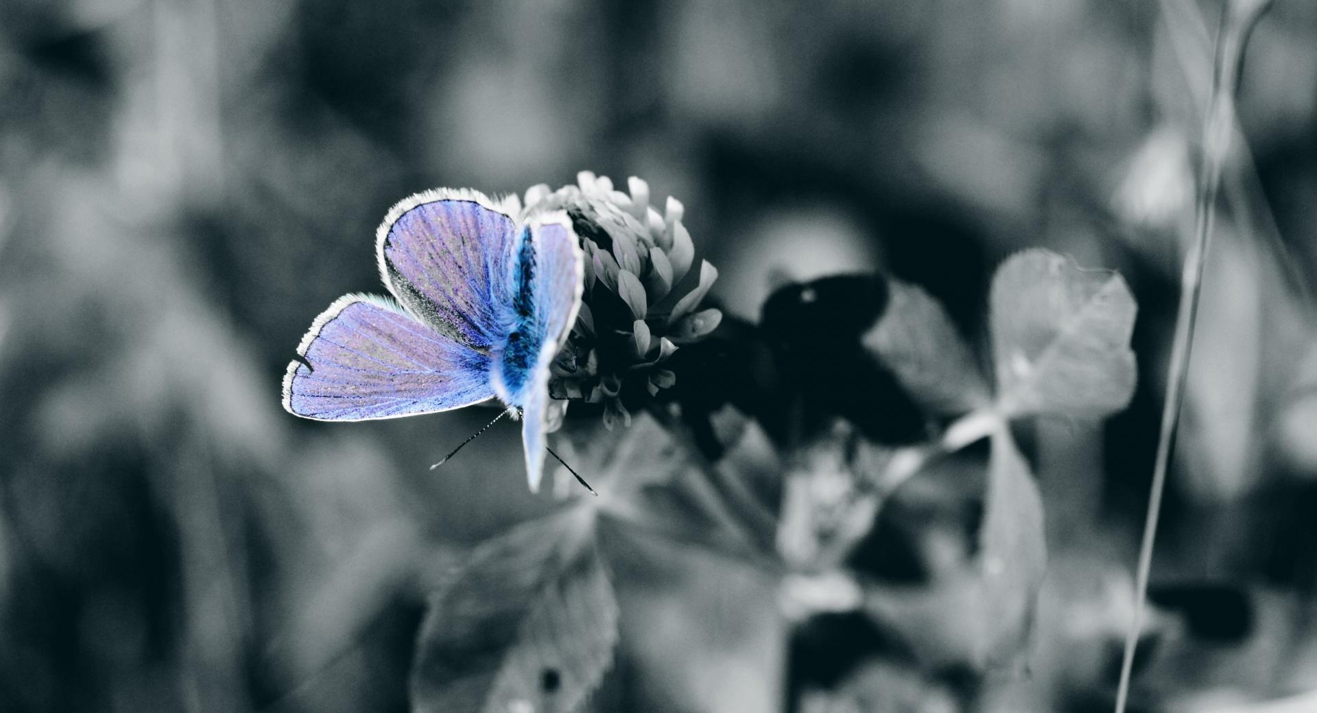 Blue Butterfly Close Up at 1024 x 1024 iPad size wallpapers HD quality